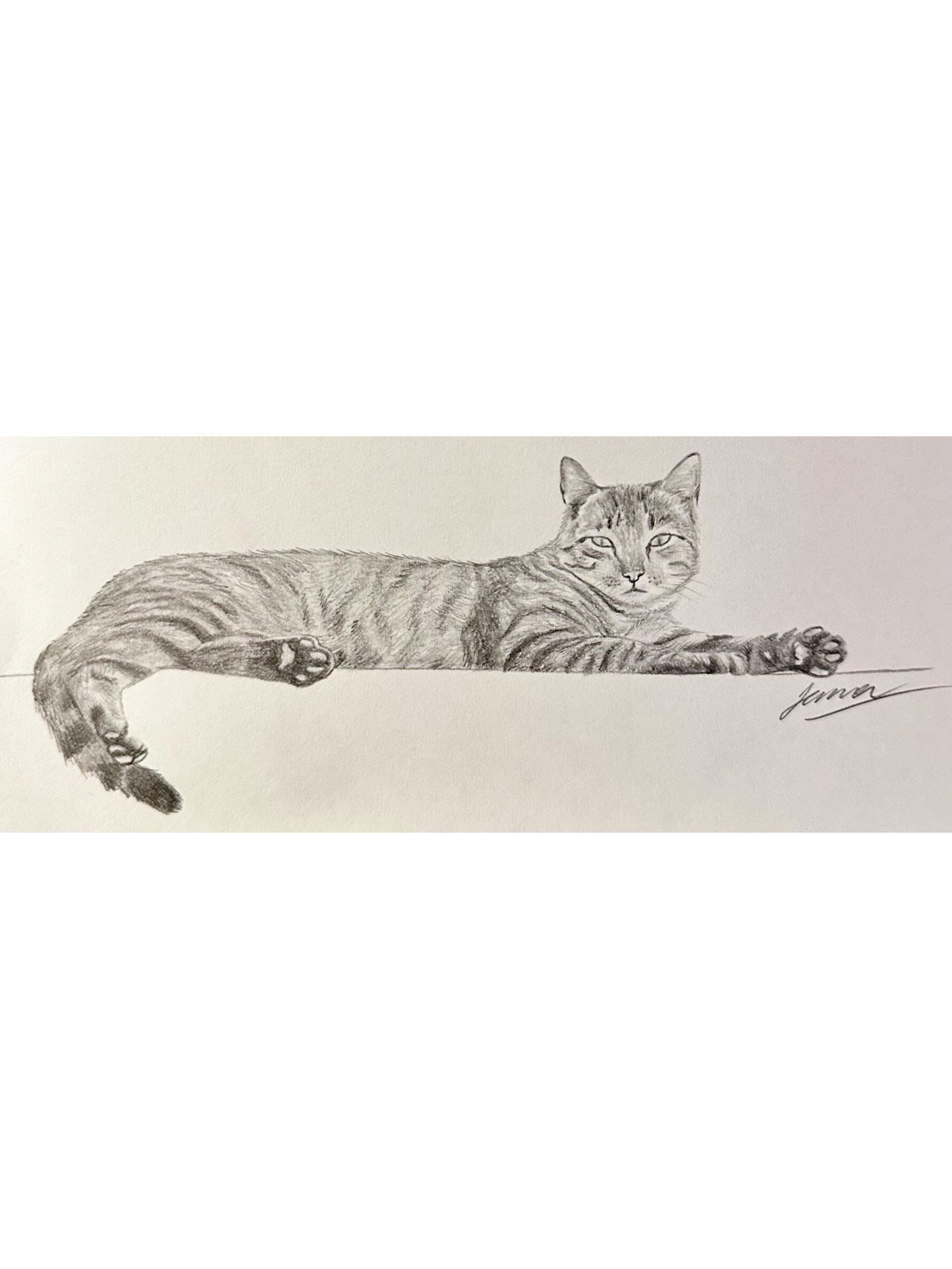 Pencil Animal Drawing